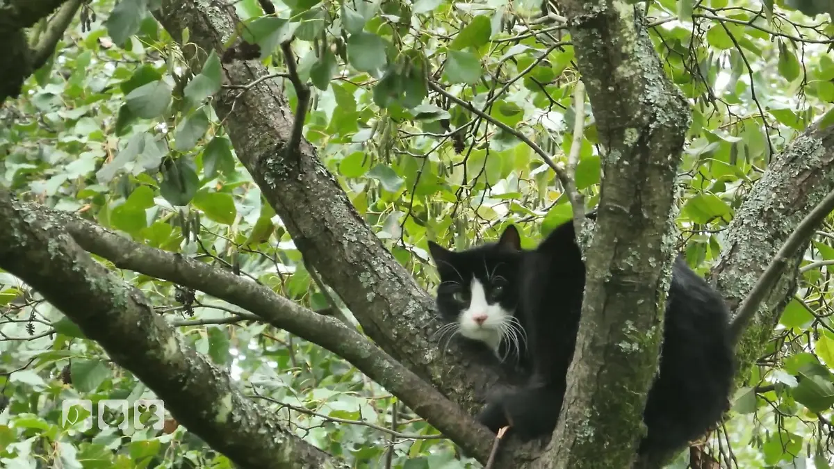 Vier Wochen im Baum: Kann Tierretter Stefan Katze Johnny runterholen? Johnny kommt nicht runter