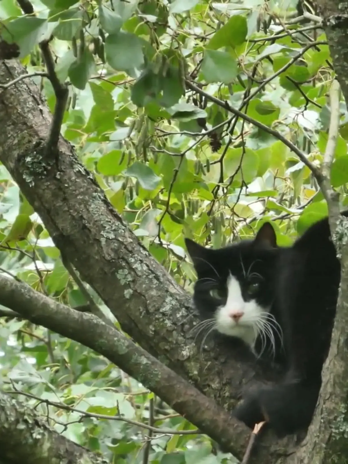 Bild zu: "Vier Wochen im Baum: Kann Tierretter Stefan Katze Johnny runterholen?"