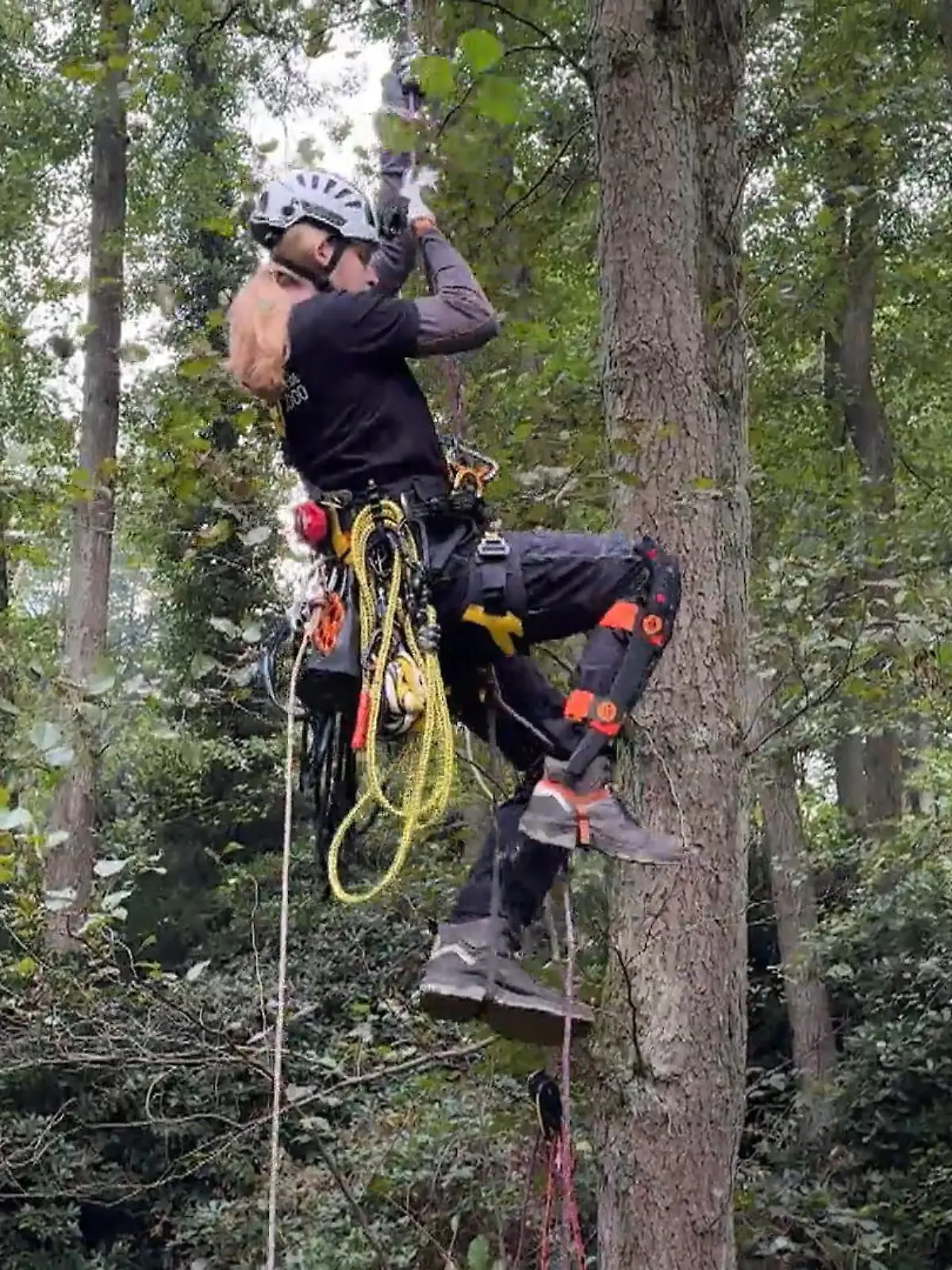 Bild zu: "Plan B für die Katzenrettung?"
