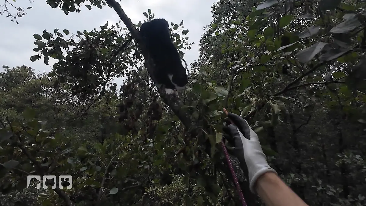 Rettung oder Rückzug ins Geäst? Flucht nach oben
