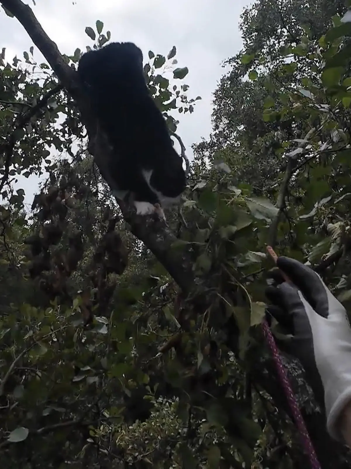 Bild zu: "Rettung oder Rückzug ins Geäst?"