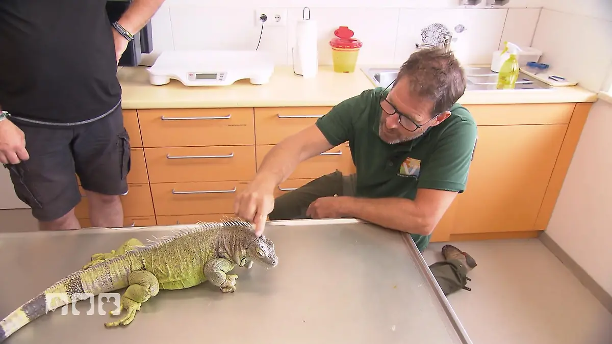 Spikeys Rätselwunde – Diagnose gesucht Alarm am Leguan-Kamm