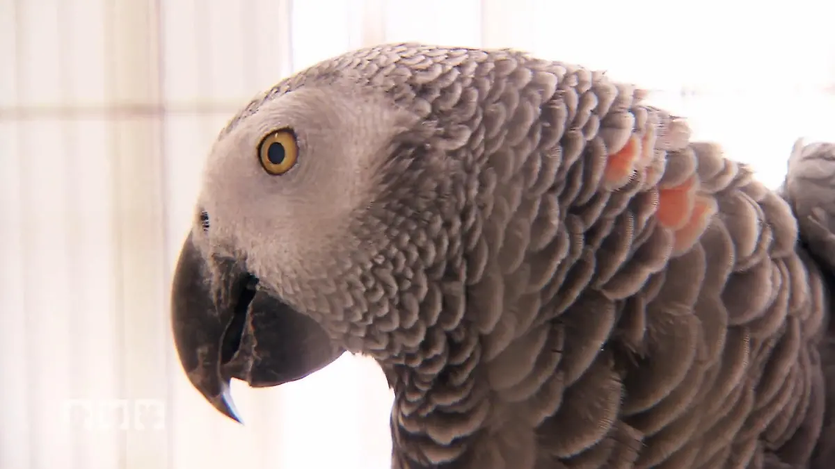 Weitervermittlung nur gesund: Graupapagei Coco beim Gesundheitscheck Neues Zuhause für Coco?