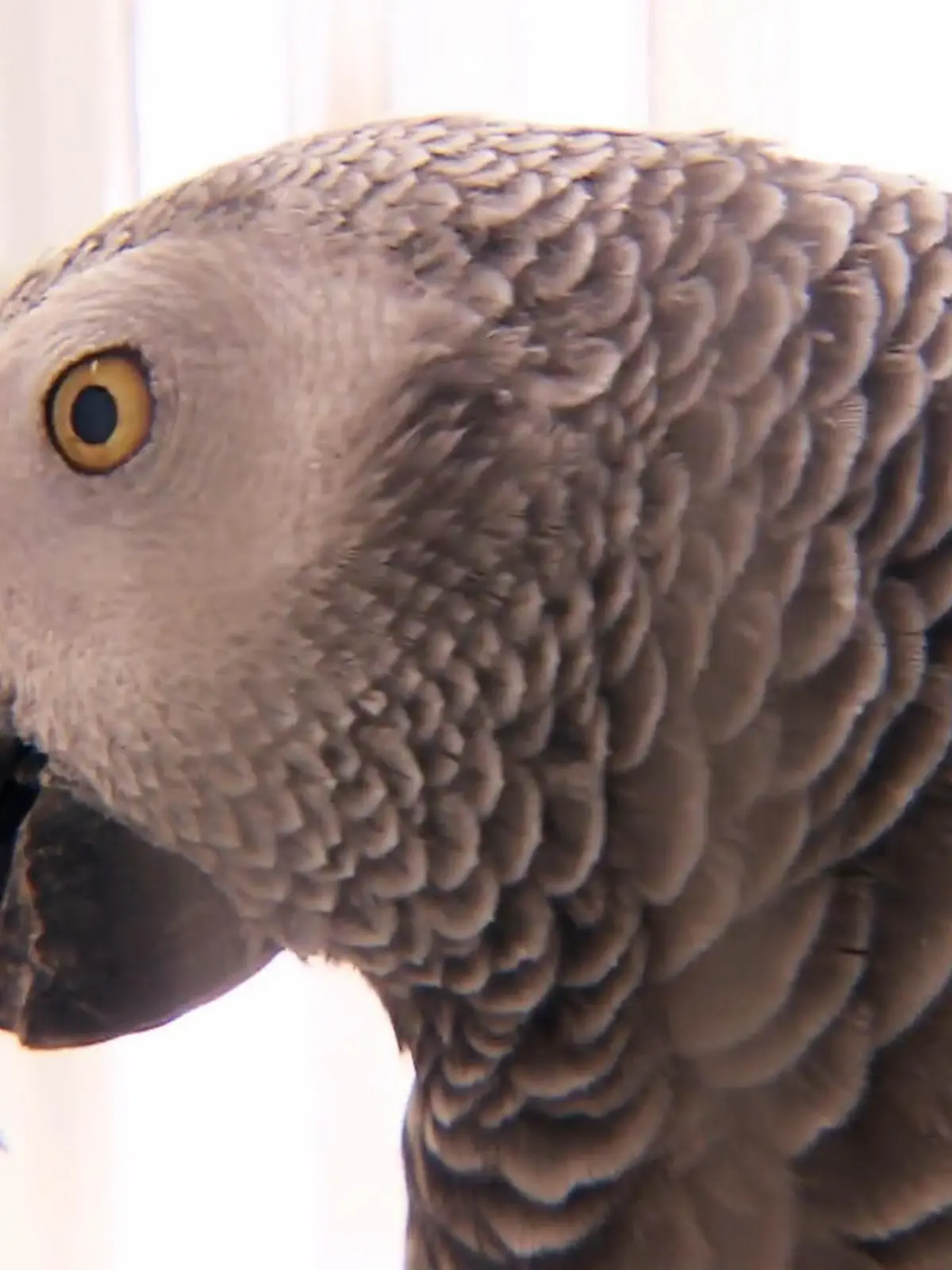 Bild zu: "Weitervermittlung nur gesund: Graupapagei Coco beim Gesundheitscheck"