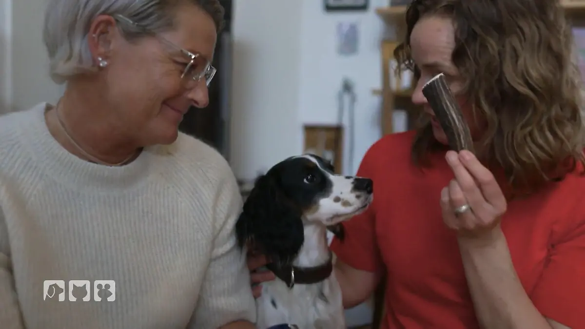 Saubere Zähne, weniger Probleme? Hunde-Zähne im Fokus