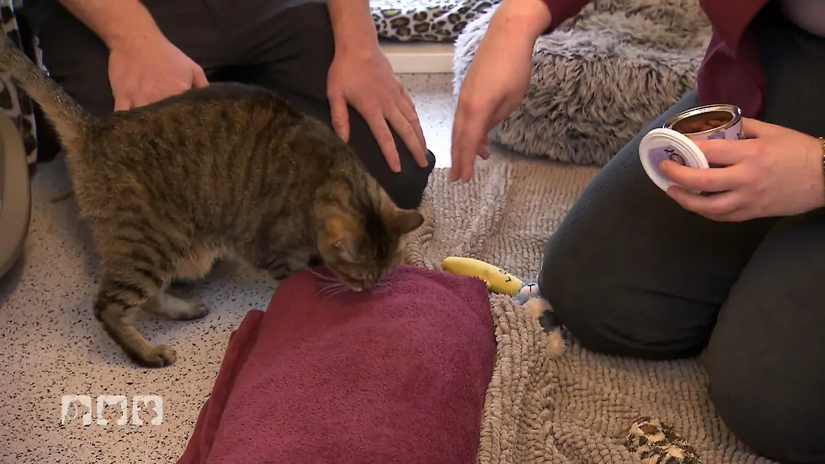 Miriams Mini-Training gegen Langeweile Spielzeit für Tierheimkatzen