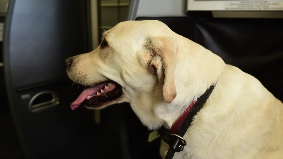 Hund im Flugzeug (Symbolfoto)