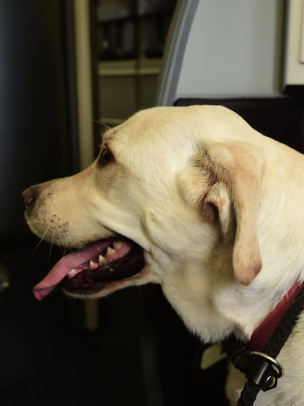 Hund im Flugzeug (Symbolfoto) 