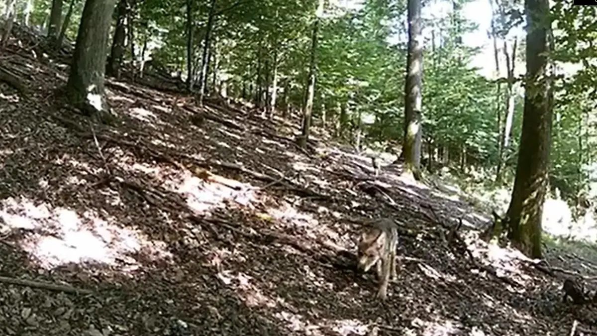 Hessen: Erstmals wieder Wolfwelpen gesichtet