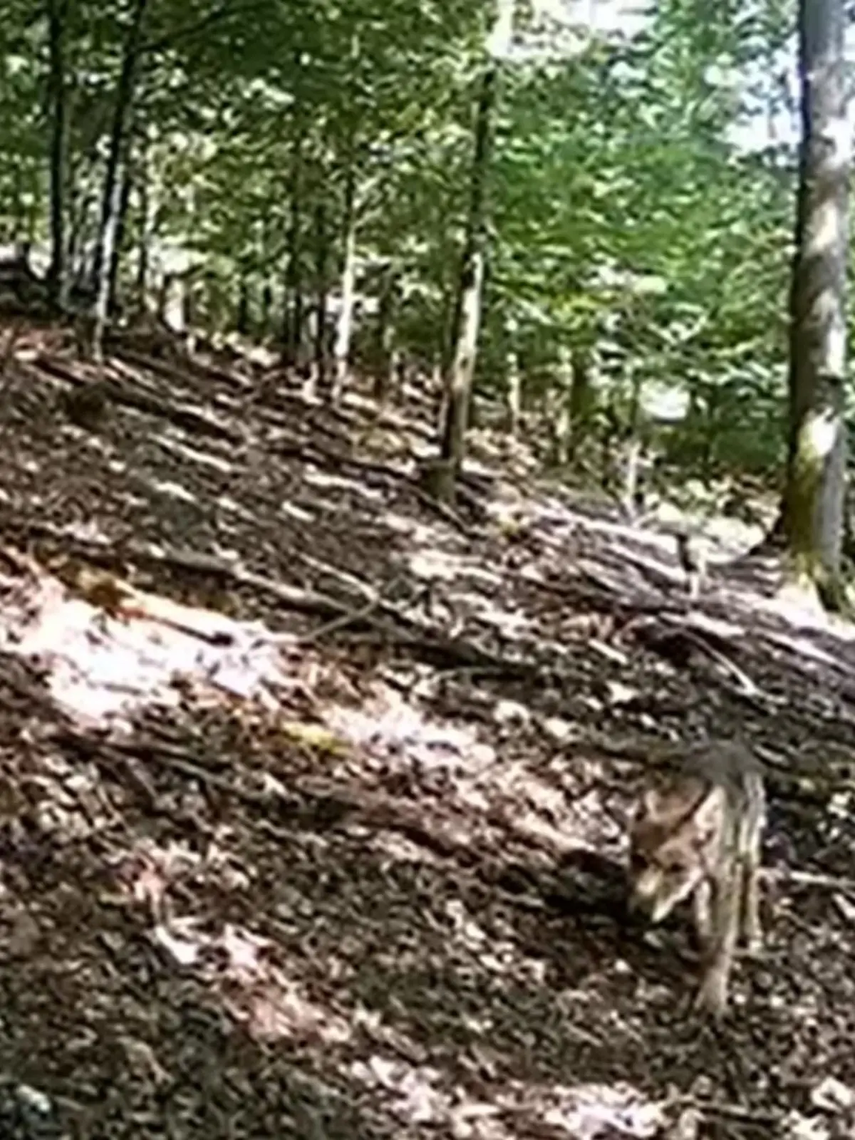 Hessen: Erstmals wieder Wolfwelpen gesichtet