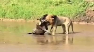 Kenia: Löwe jagt und fängt Gnu gnadenlos – vor den Augen der Safari-Touristen