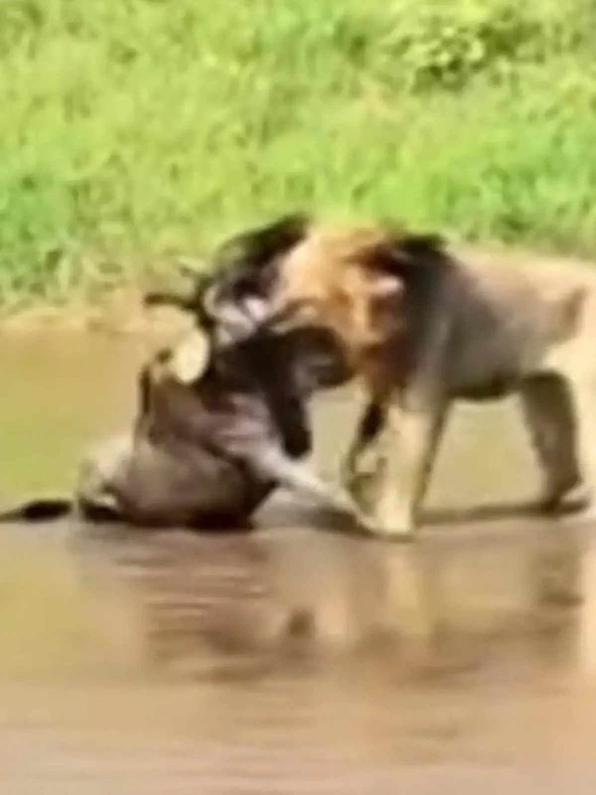 Gnu sieht ihn nicht kommen! HIER erlegt Löwe gnadenlos seine Beute 