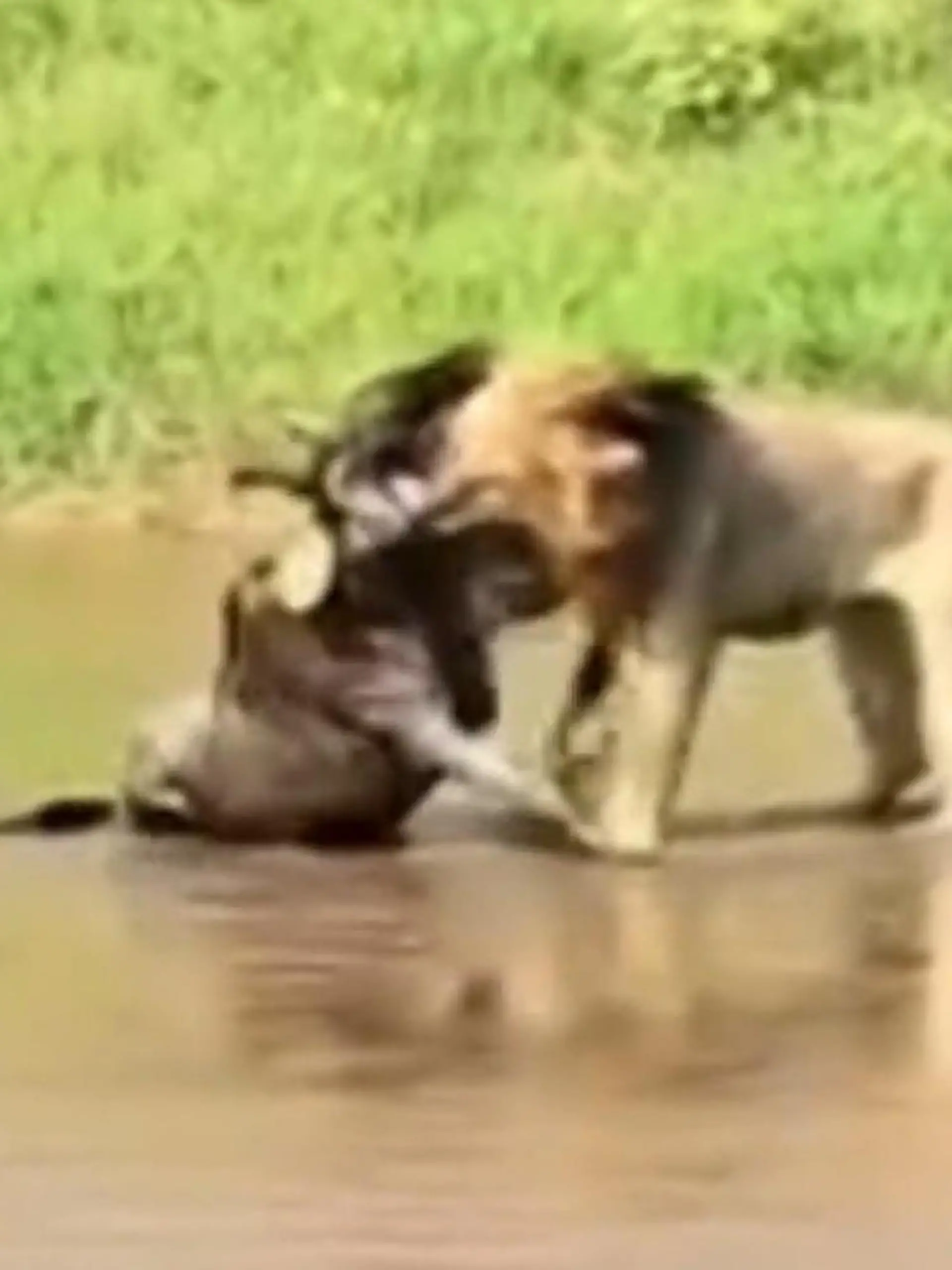 Gnu sieht ihn nicht kommen! HIER erlegt Löwe gnadenlos seine Beute 