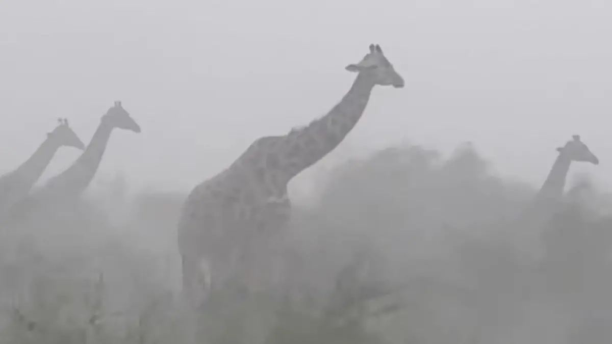 Mega-Sturm peitscht über Giraffen hinweg – und die bleiben einfach stehen! Naturgewalt trifft kenianische Savanne