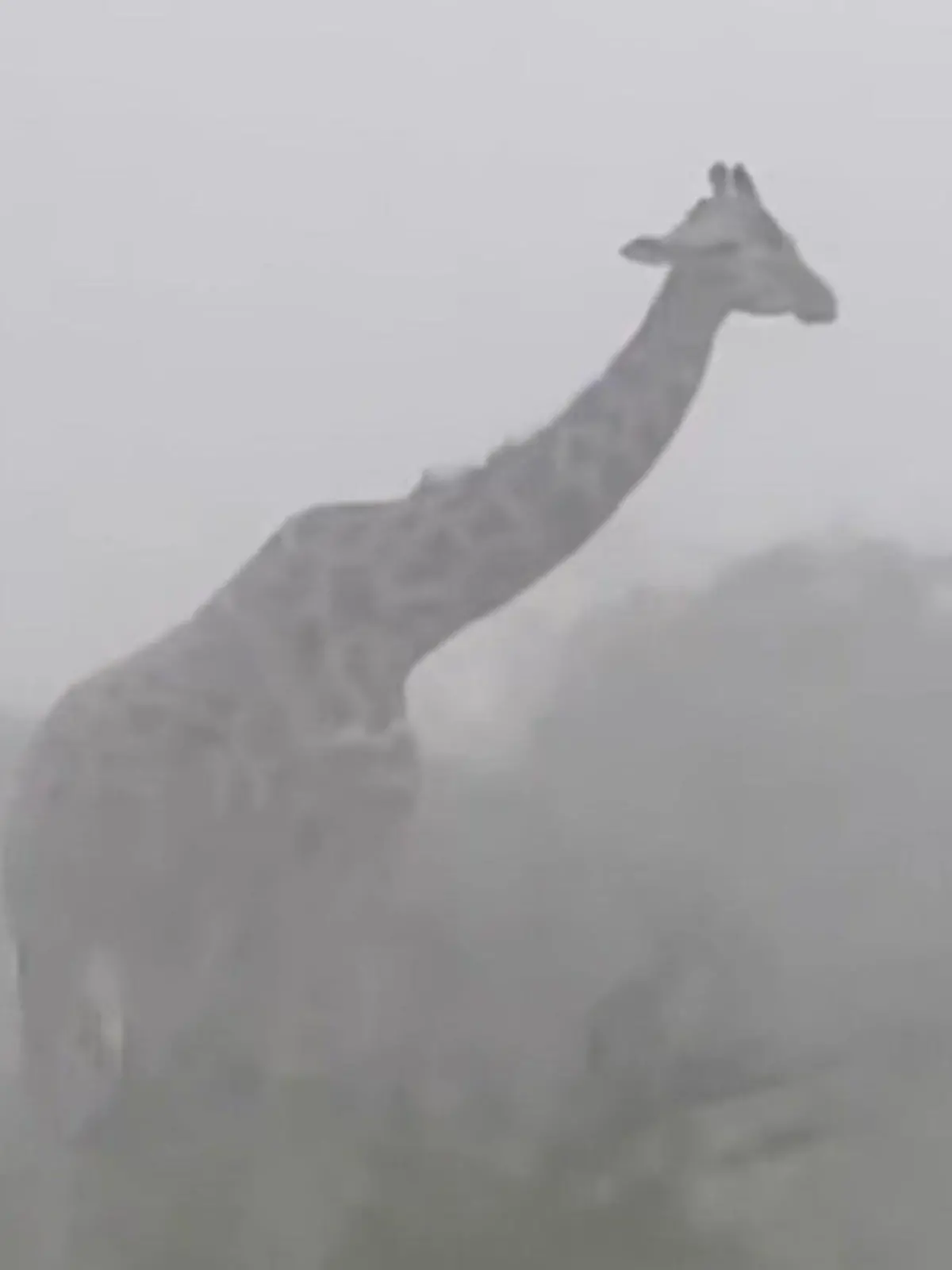 Bild zu: "Mega-Sturm peitscht über Giraffen hinweg – und die bleiben einfach stehen!"