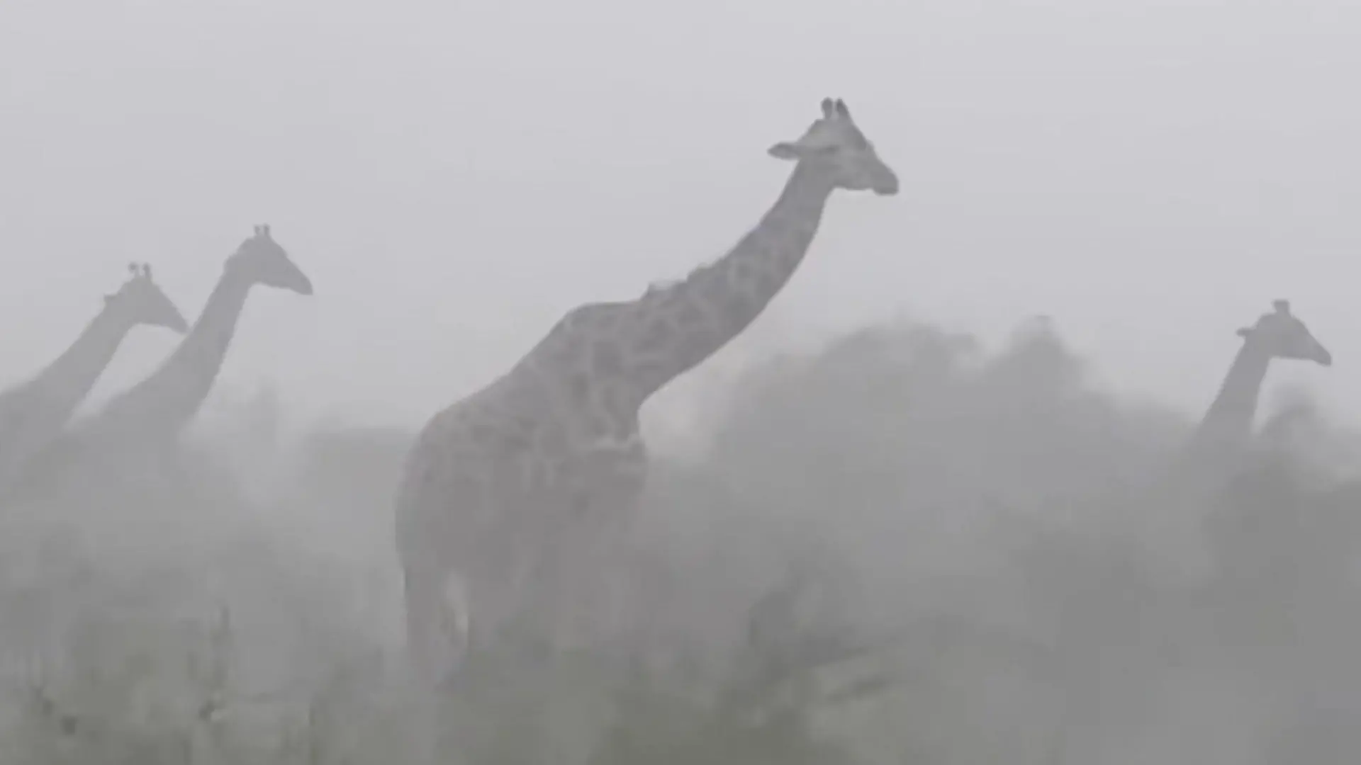 Mega-Sturm peitscht über Giraffen hinweg – und die bleiben einfach stehen! Naturgewalt trifft kenianische Savanne