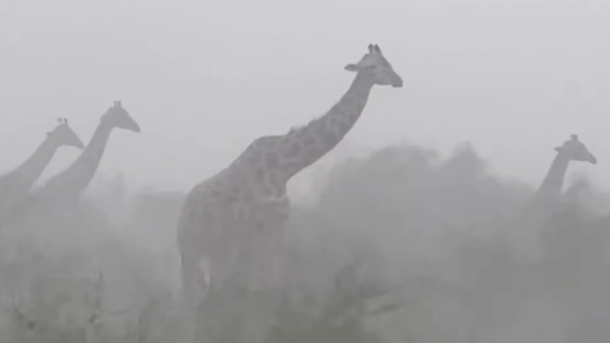 Mega-Sturm peitscht über Giraffen hinweg – und die bleiben einfach stehen! Naturgewalt trifft kenianische Savanne