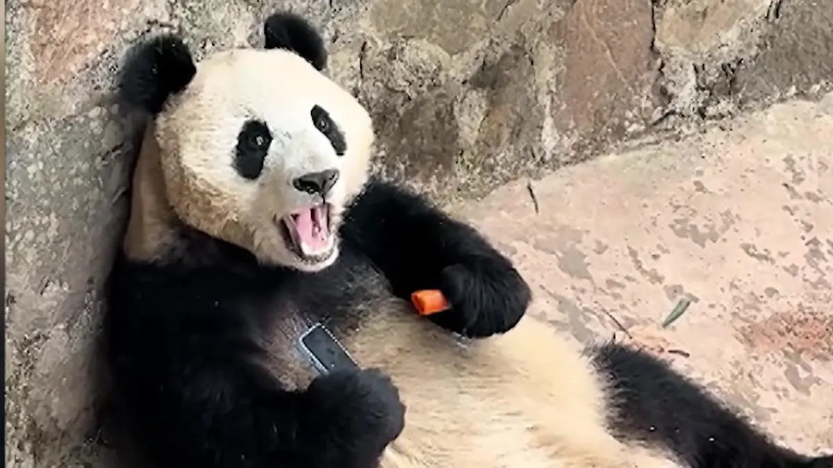 Zoobesucher chancenlos! Panda entpuppt sich als Smartphone-Dieb Rückgabe verweigert