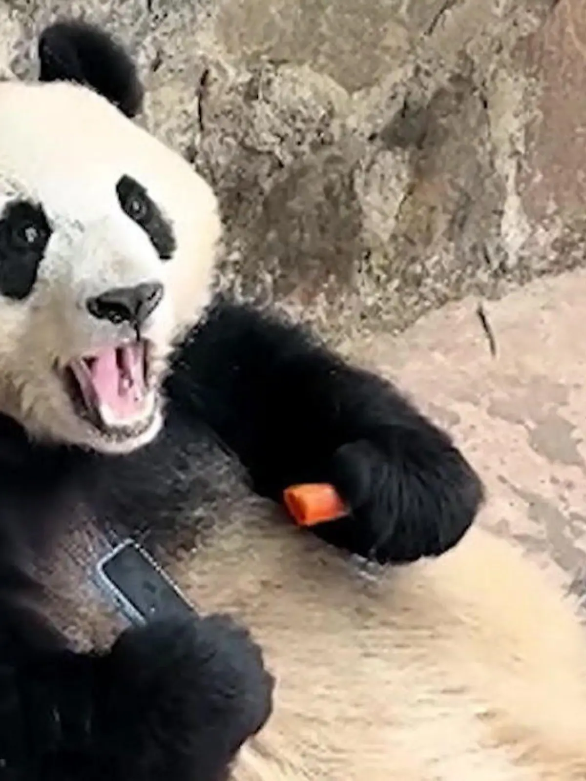 Bild zu: "Zoobesucher chancenlos! Panda entpuppt sich als Smartphone-Dieb"