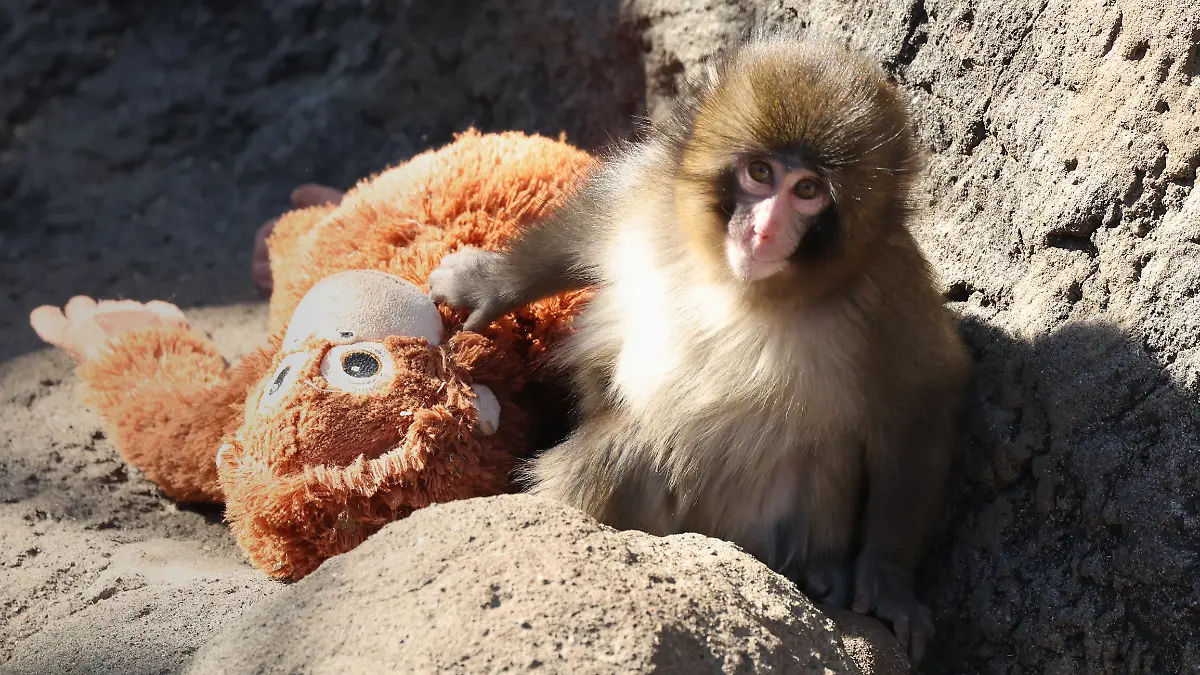 A male baby Japanese macaque named Punch, raised by zookeepers after being abandoned shortly after birth, clings to a stuffed orangutan toy at the Ichikawa Zoological and Botanical Garden in Ichikawa, Chiba Prefecture, Thursday, Feb. 19, 2026. Zoo officials said the toy was provided as a substitute mother because infant macaques gain strength and a sense of security by holding onto their mothers.