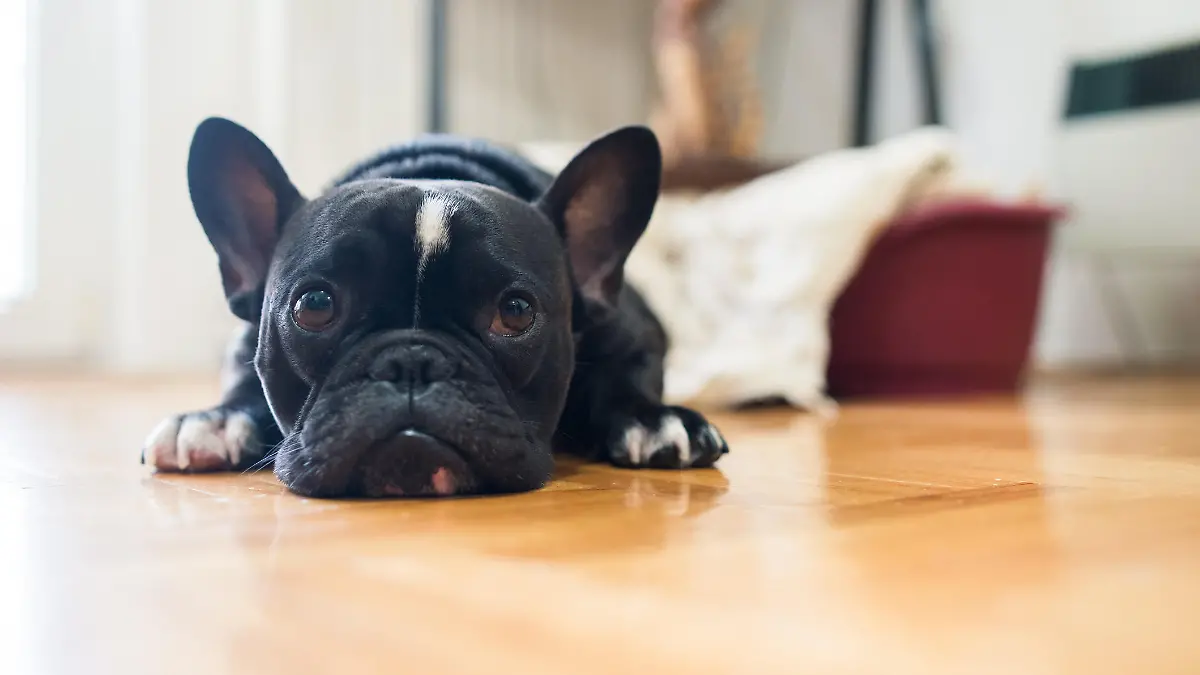 Französische Bulldogge guckt traurig