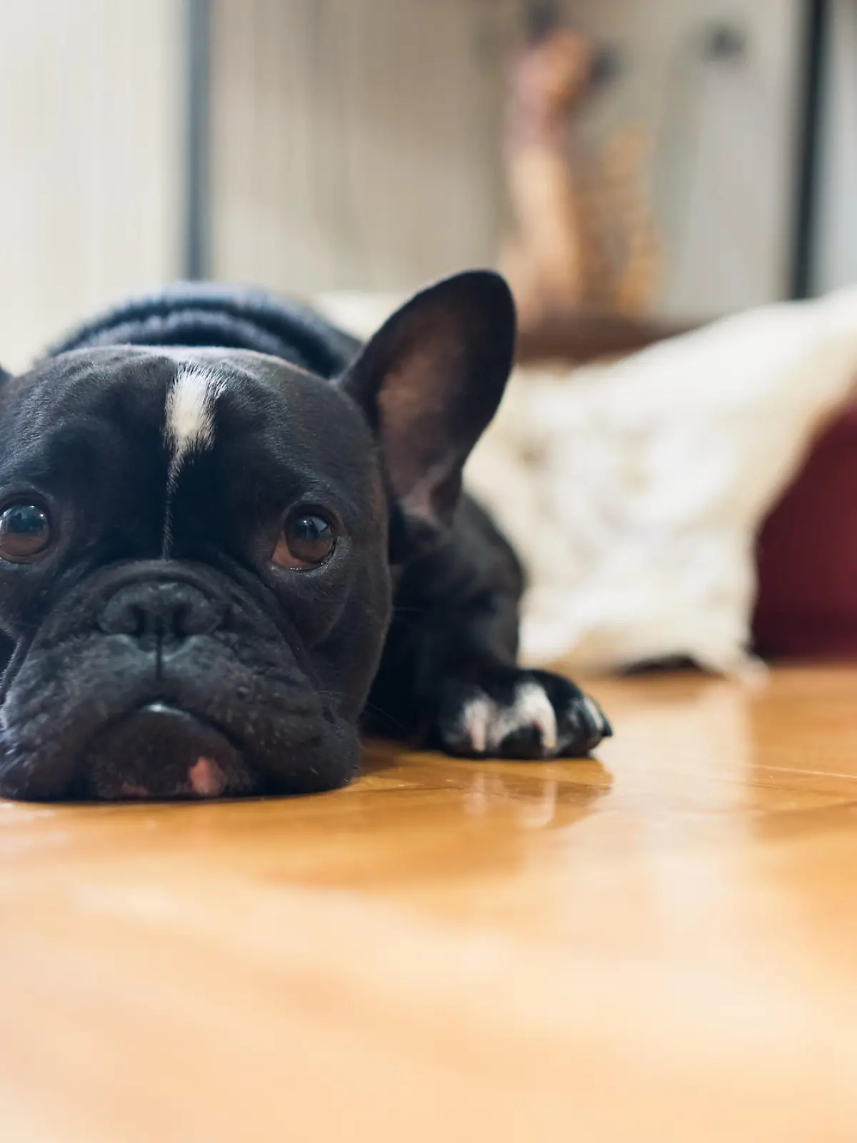 Französische Bulldogge guckt traurig