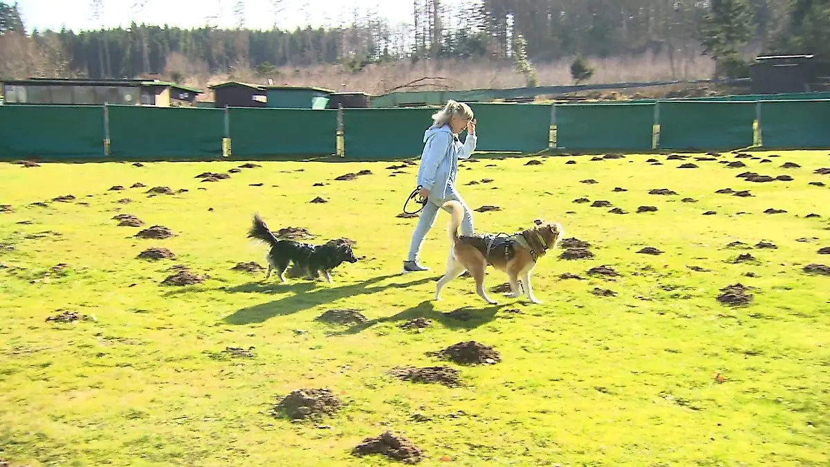 Maulwürfe legen Pudelklub lahm Buckelige Angelegenheit
