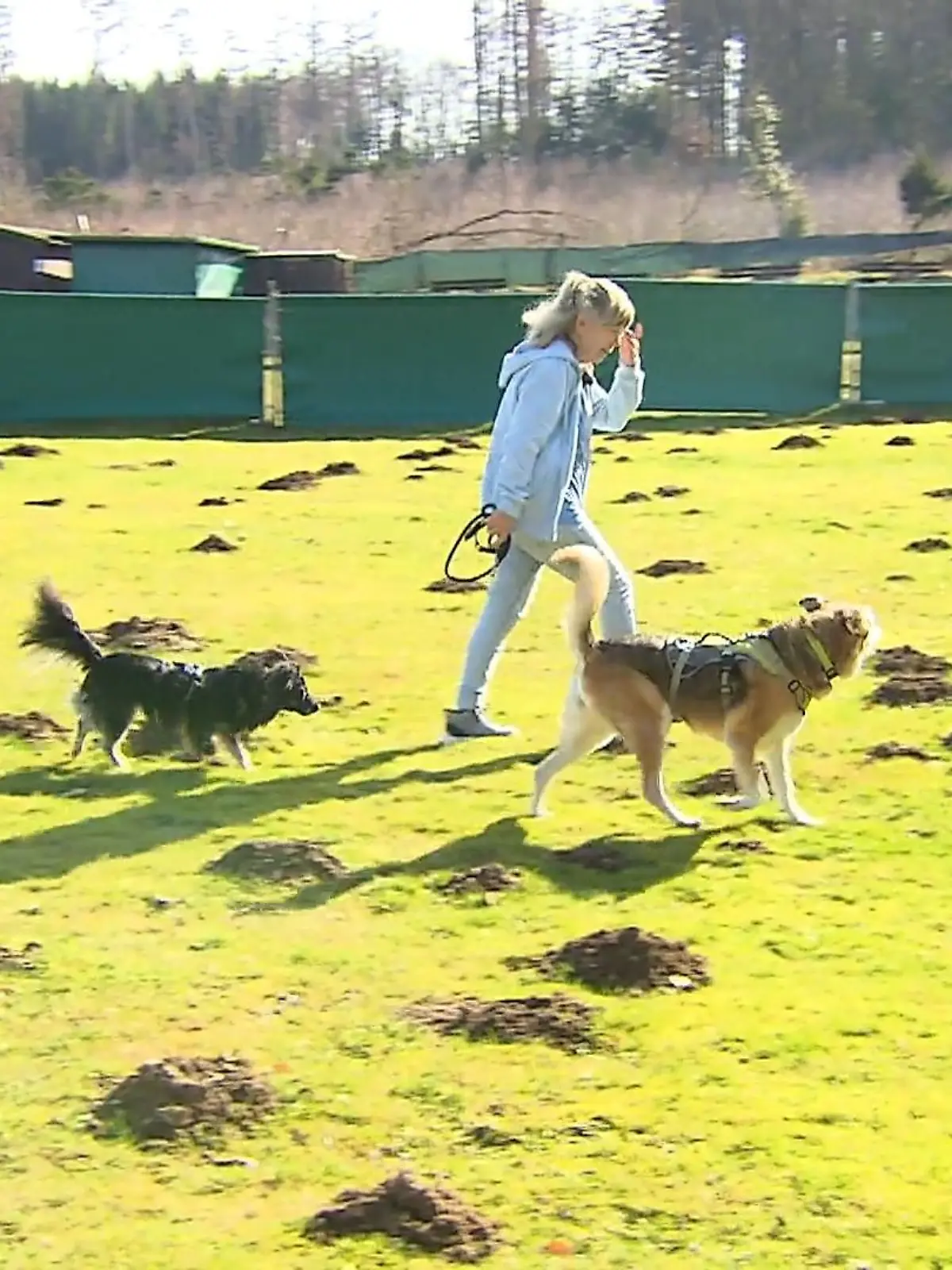 Bild zu: "Maulwürfe legen Pudelklub lahm"