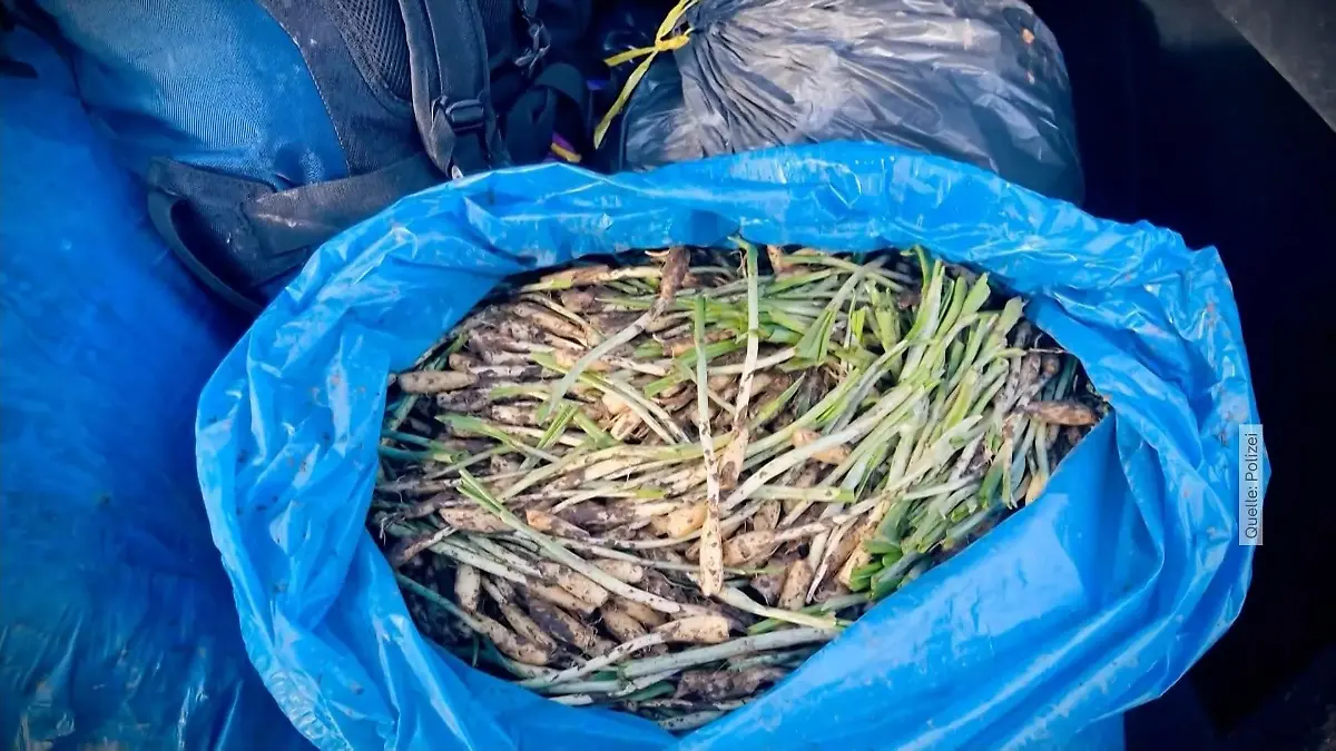 Bärlauchknollen Jäger werden von berittenen Polizisten gestellt Polizei sucht Diebe im Wald