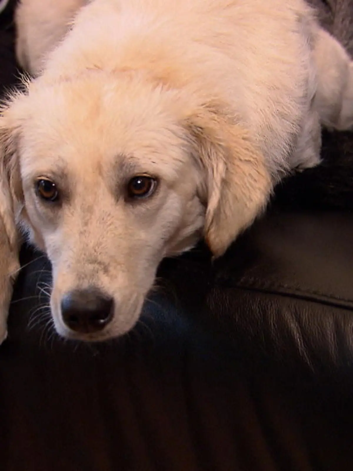 Bild zu: "Tierhasser vergiften Hund mit Brot"