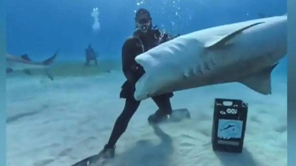 Haie umzingeln Taucher – und haben es auf seine Hände abgesehen! Raubfische stehen Schlange