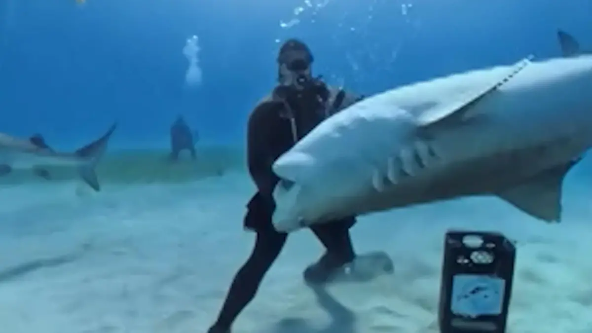 Haie umzingeln Taucher – und haben es auf seine Hände abgesehen! Raubfische stehen Schlange