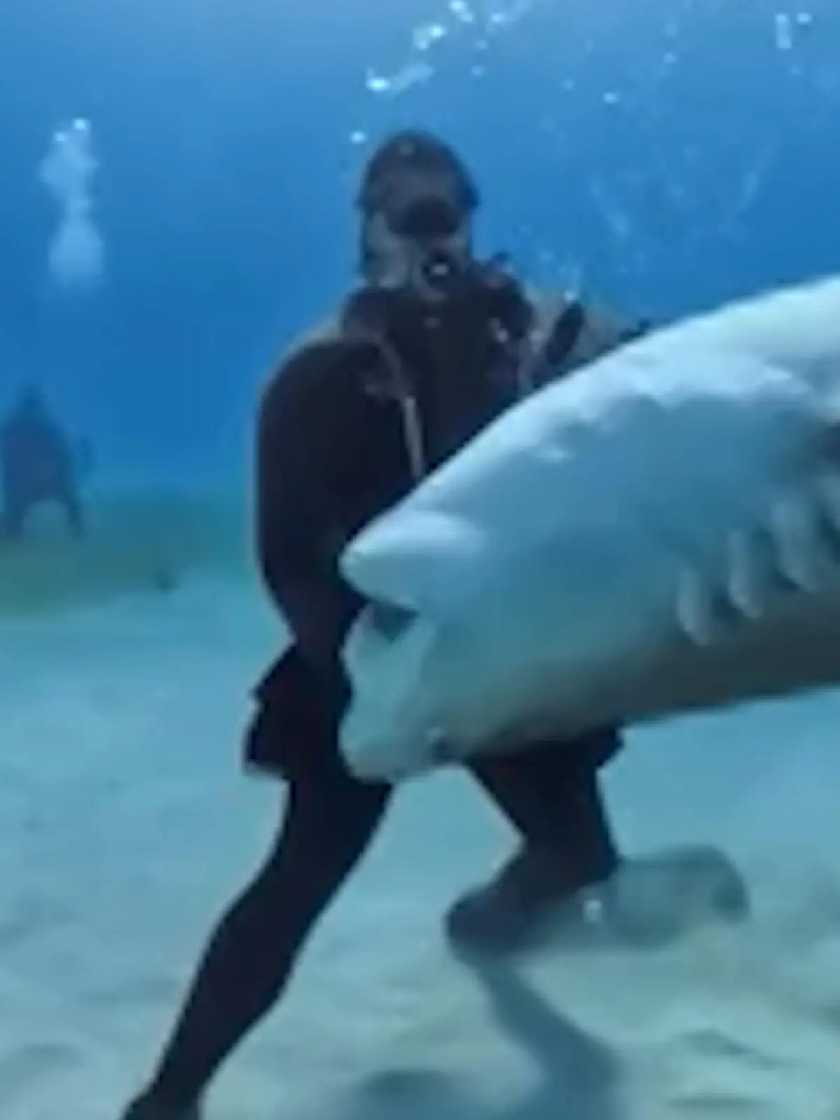 Bild zu: "Haie umzingeln Taucher – und haben es auf seine Hände abgesehen!"