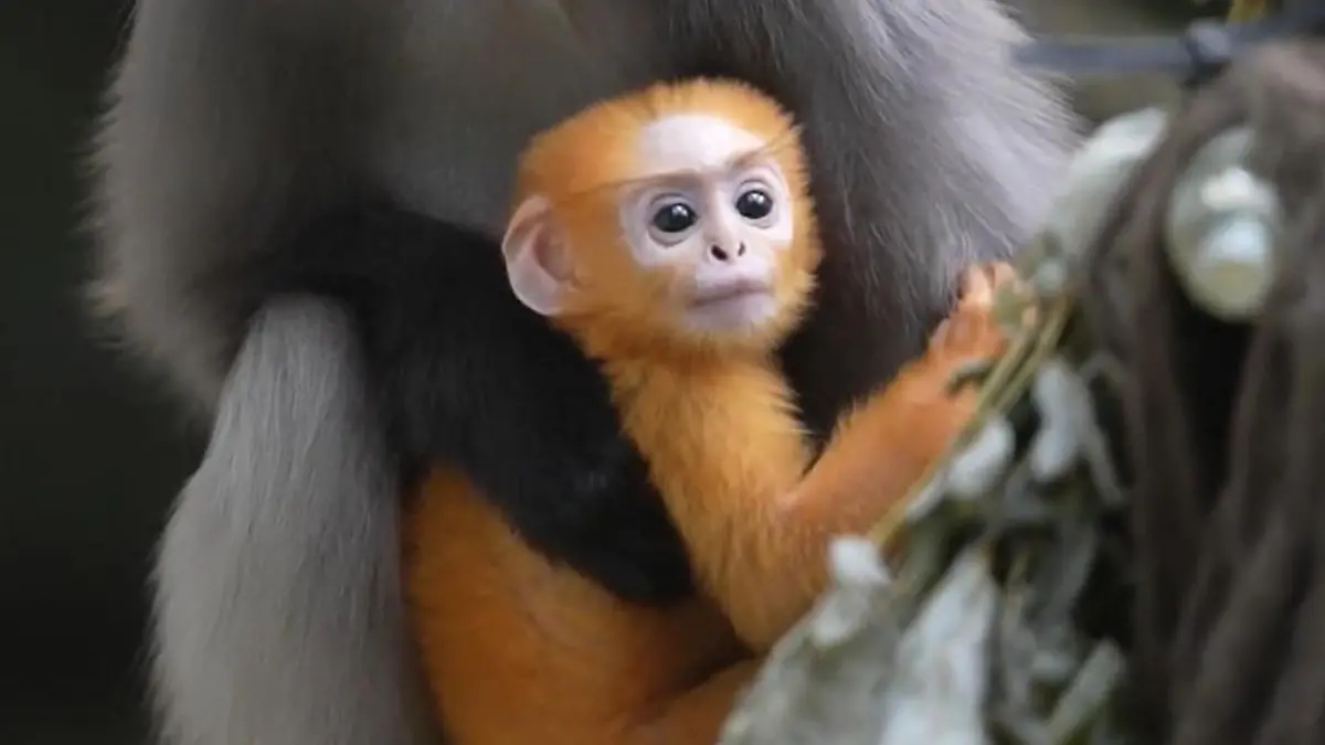 Sensation im Dresdener Zoo! Dieses goldige Affen-Baby ist einzigartig Brillenlangur vom Aussterben bedroht