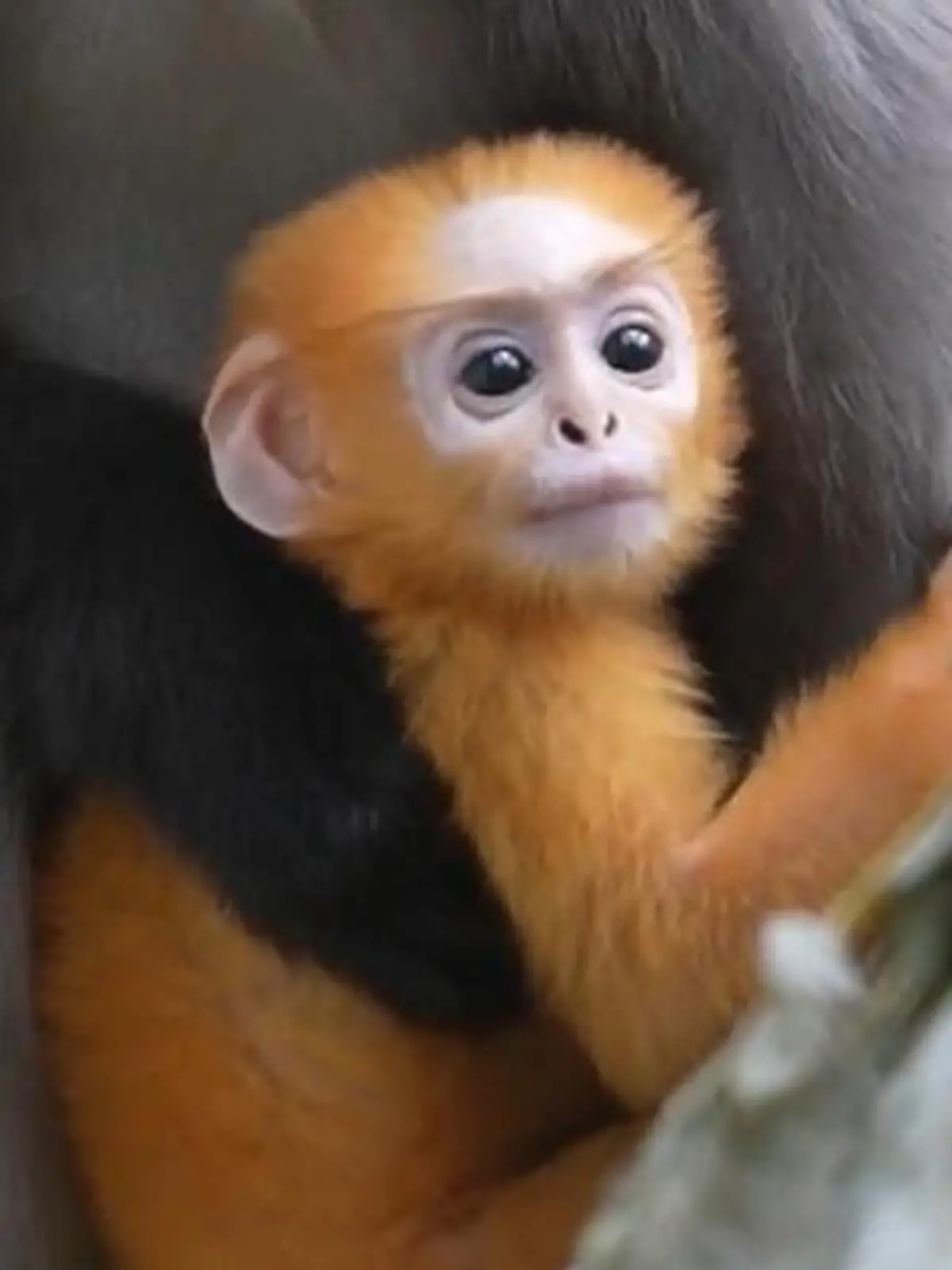 Bild zu: "Brillenlangur-Nachwuchs! Affen-Baby Ida ist etwas ganz besonderes"