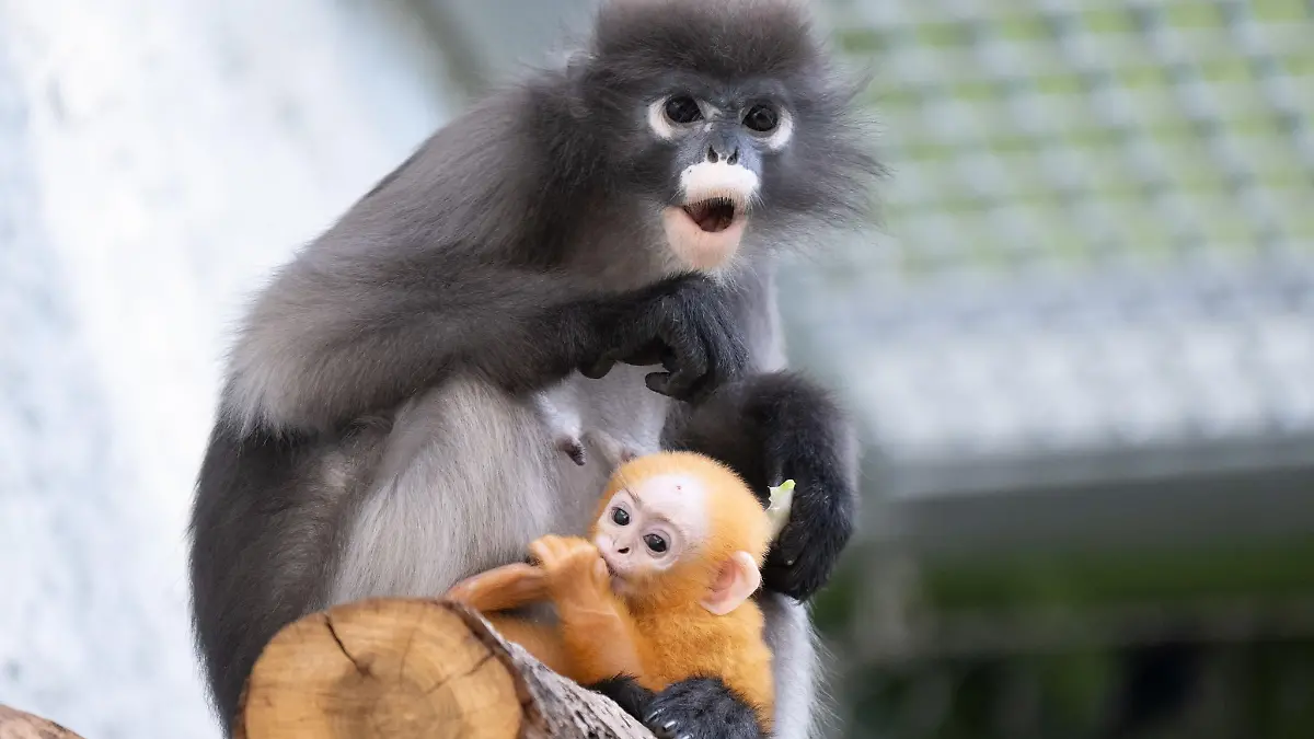 Affenbaby Ida begeistert im Zoo Dresden: Sie sieht aus wie Punchs Plüschkumpel!