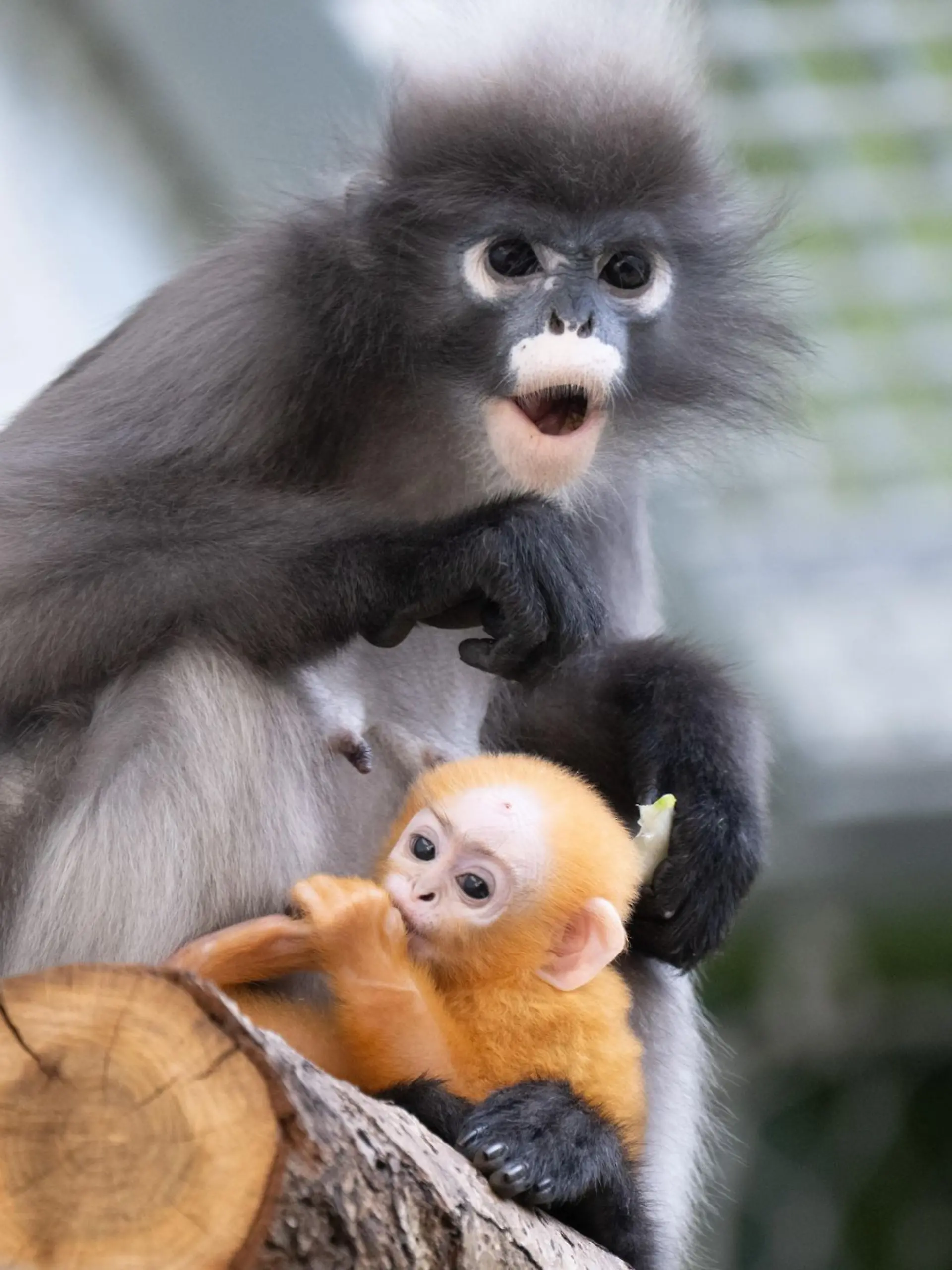 Bild zu: "Affenbaby Ida begeistert im Zoo Dresden: Sie sieht aus wie Punchs Plüschkumpel!"