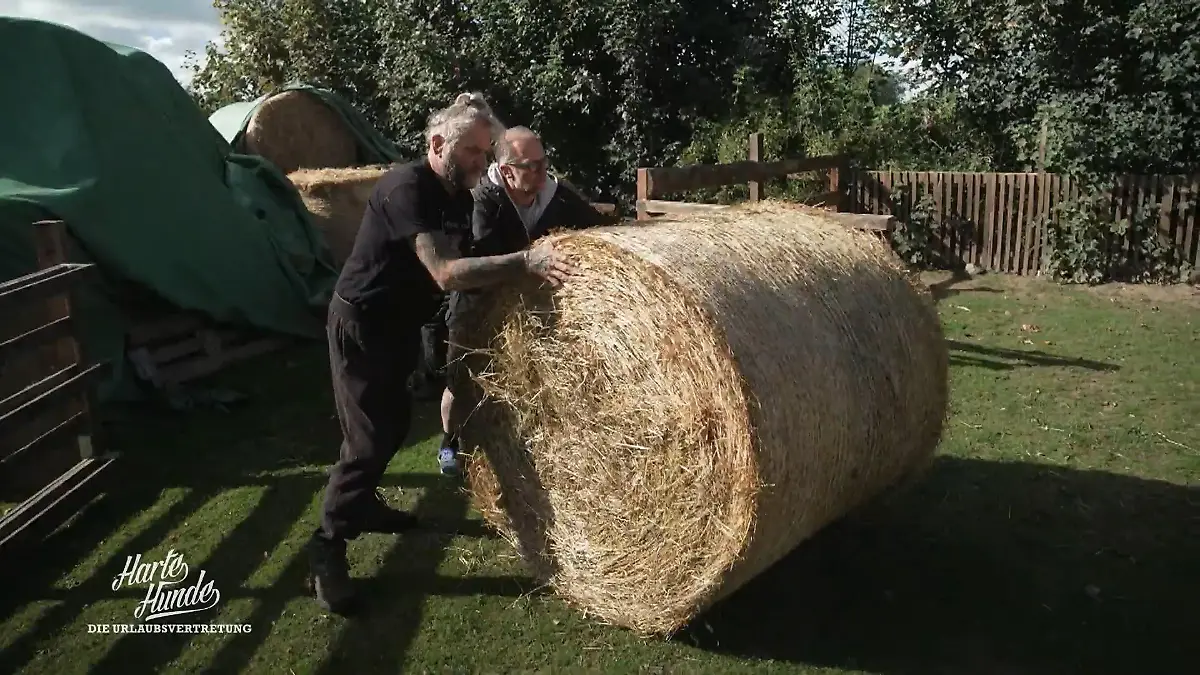 Heuballen-Action: Jetzt zählen die Muskeln der 'Harten Hunde' Esel-Alarm: Futter muss ran