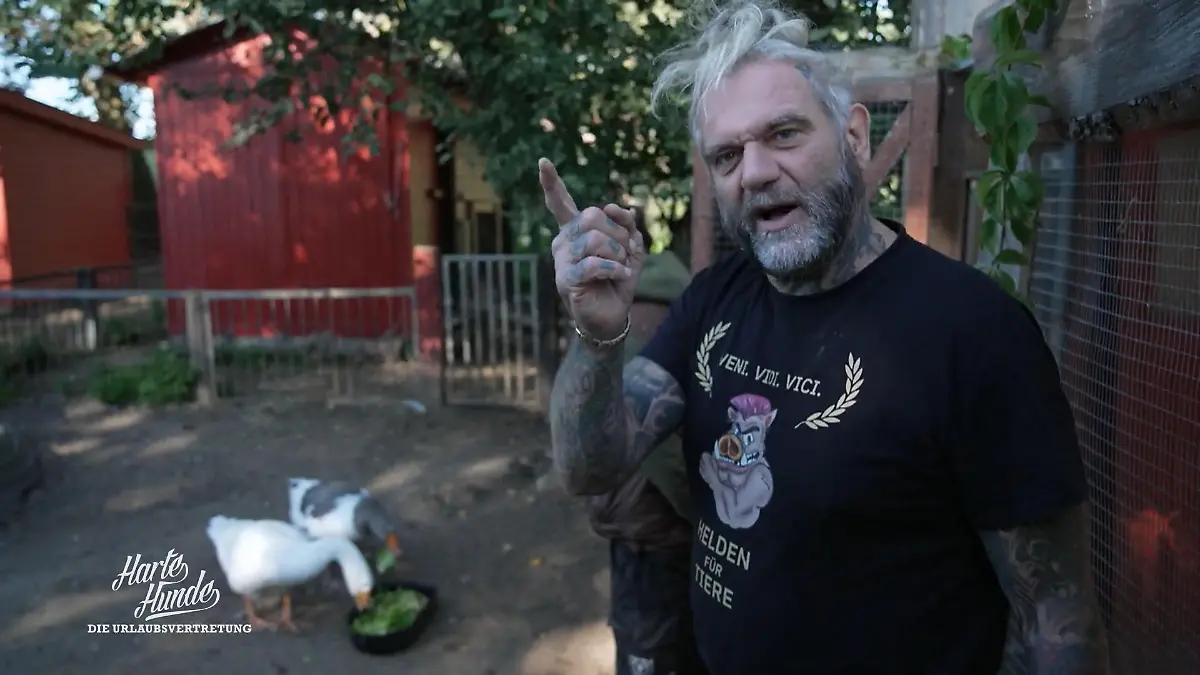 Misstrauen auf dem Hof: Wer setzt sich durch? Angriff aus dem Gänsetrupp