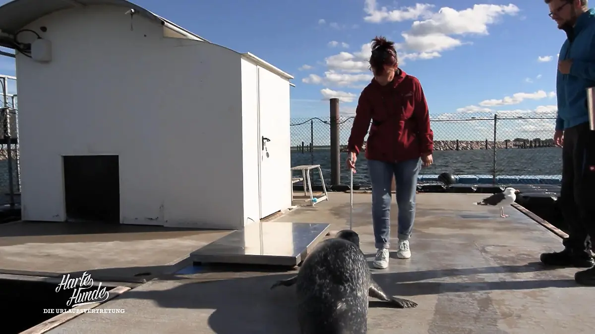 Conny bei der Robbenforschung: Auszeit mit Gänsehaut Connys Traum wird wahr