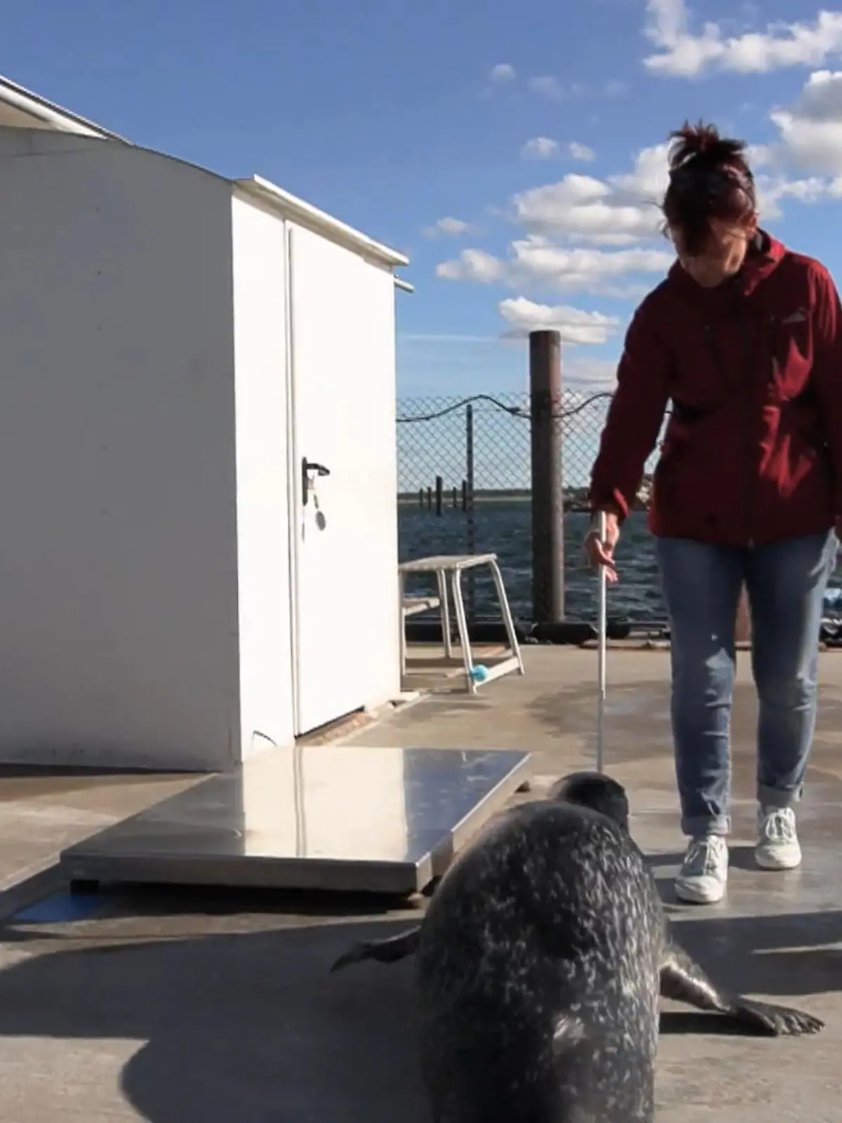 Bild zu: "Conny bei der Robbenforschung: Auszeit mit Gänsehaut"