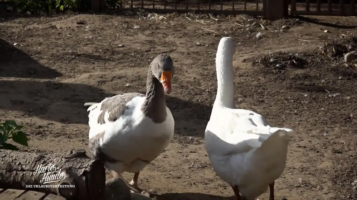 Teichpumpe kaputt: Rettet das Team die Überraschung? Pannen vor Connys Rückkehr