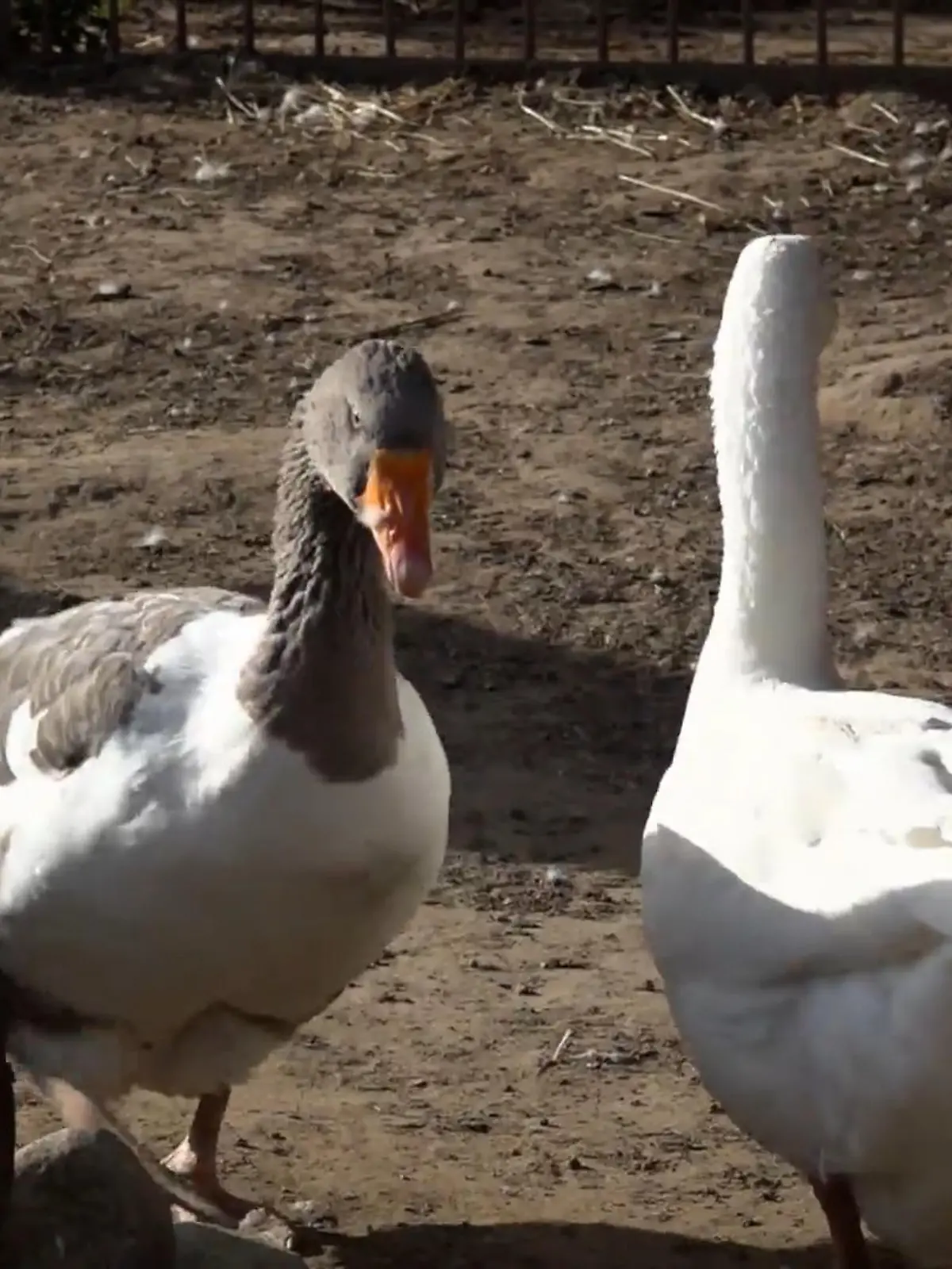 Bild zu: "Teichpumpe kaputt: Rettet das Team die Überraschung?"