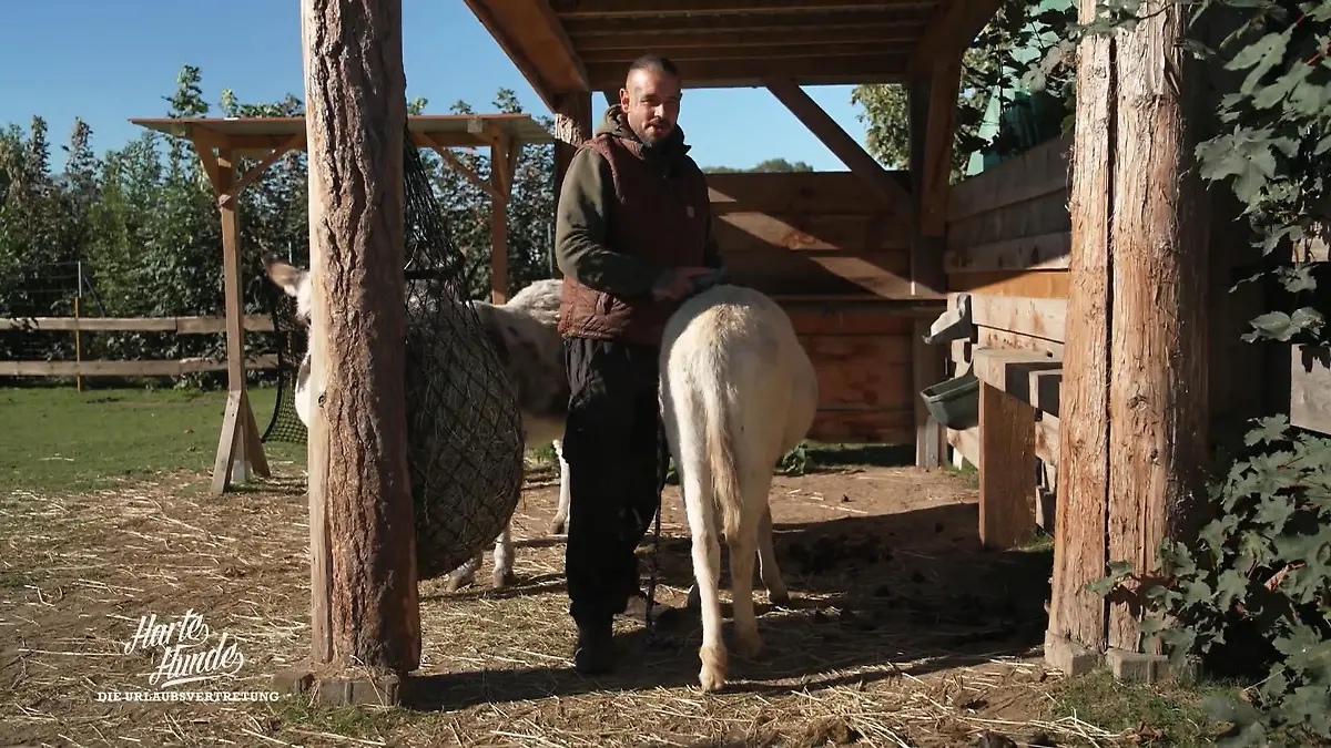 Esel geschniegelt – Überraschung für Conny Steves Barber-Shop