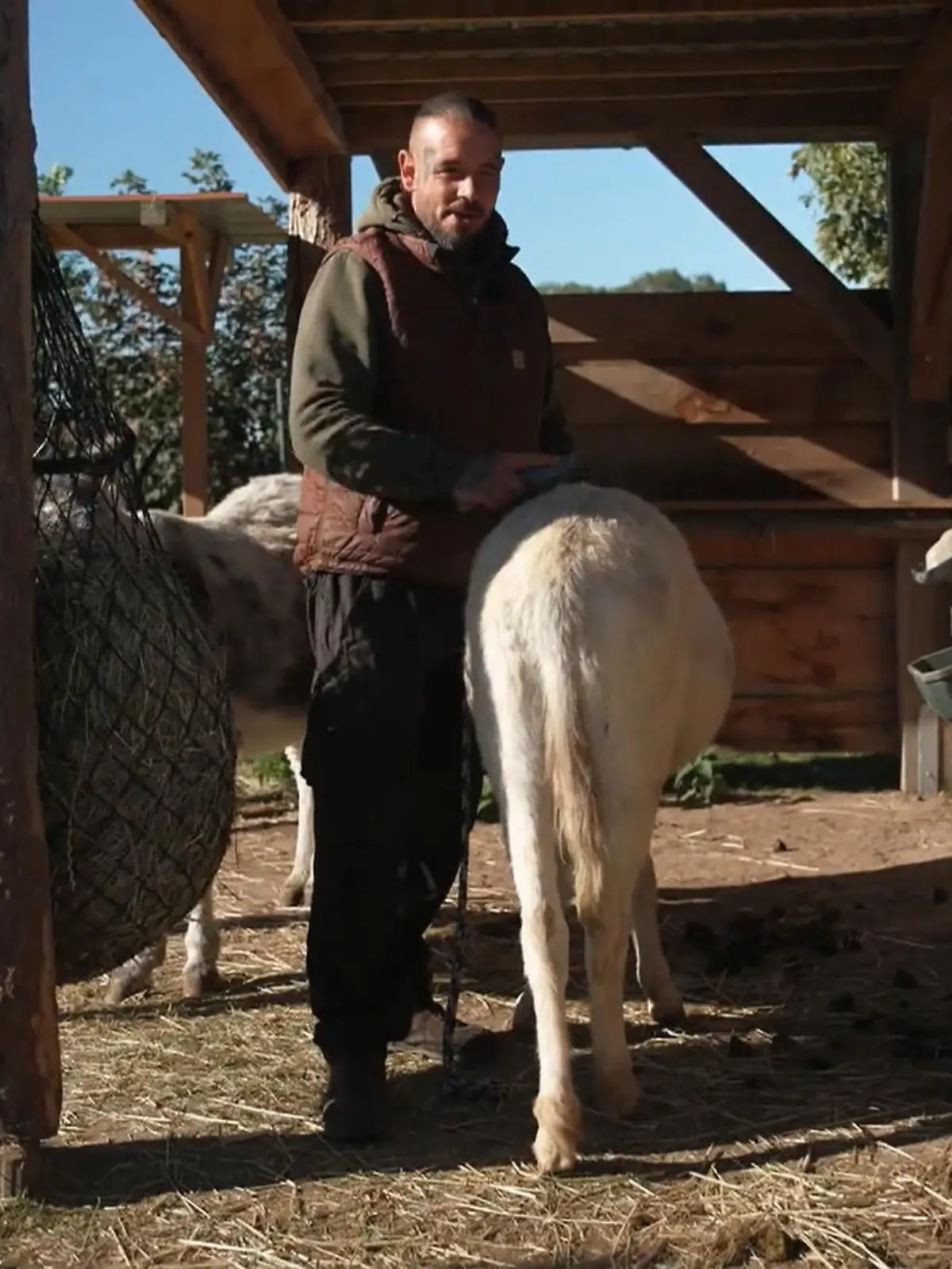 Bild zu: "Esel geschniegelt – Überraschung für Conny"