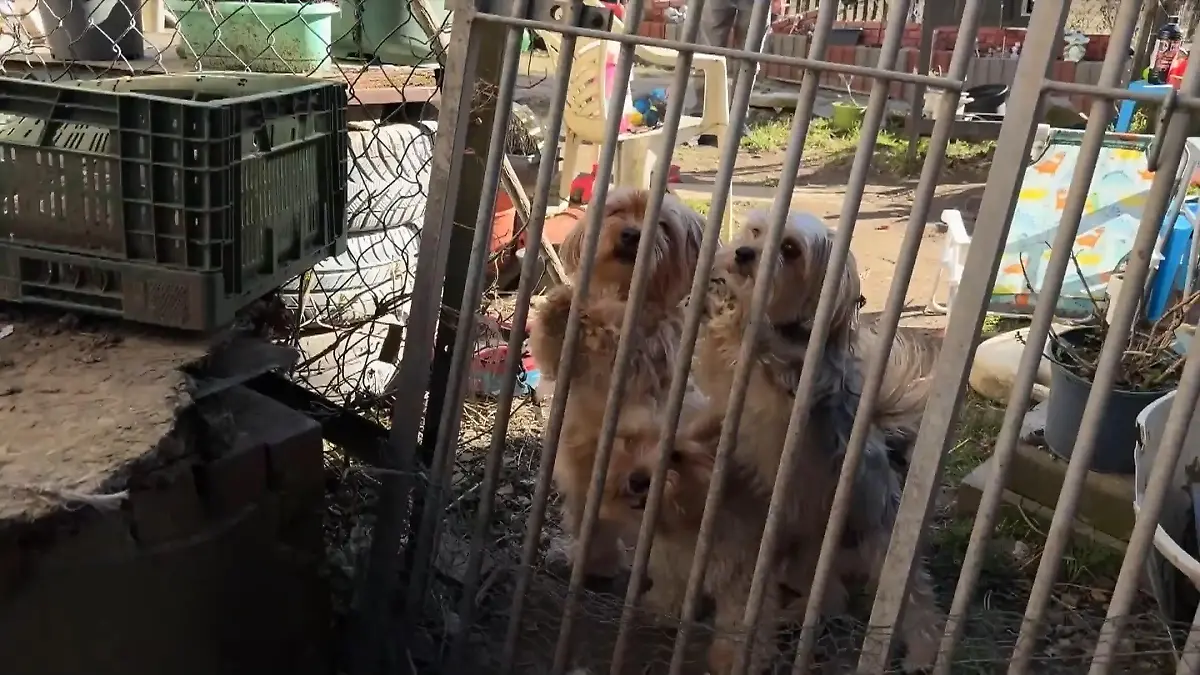 Zoff im Dorf wegen Hundegebell Ruhestörung durch Hunde vor Gericht