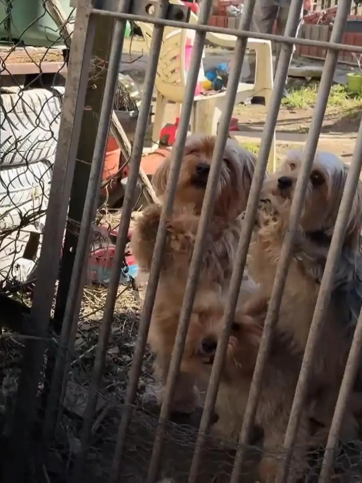 Bild zu: "Zoff im Dorf wegen Hundegebell"