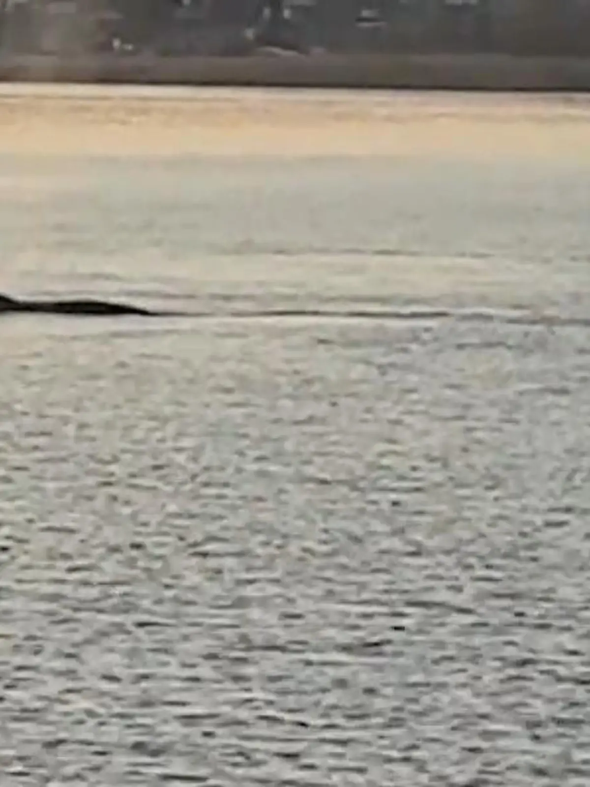 Bild zu: "Seltene Sichtung! Plötzlich schwimmt ein riesiger Wal in der Ostsee"