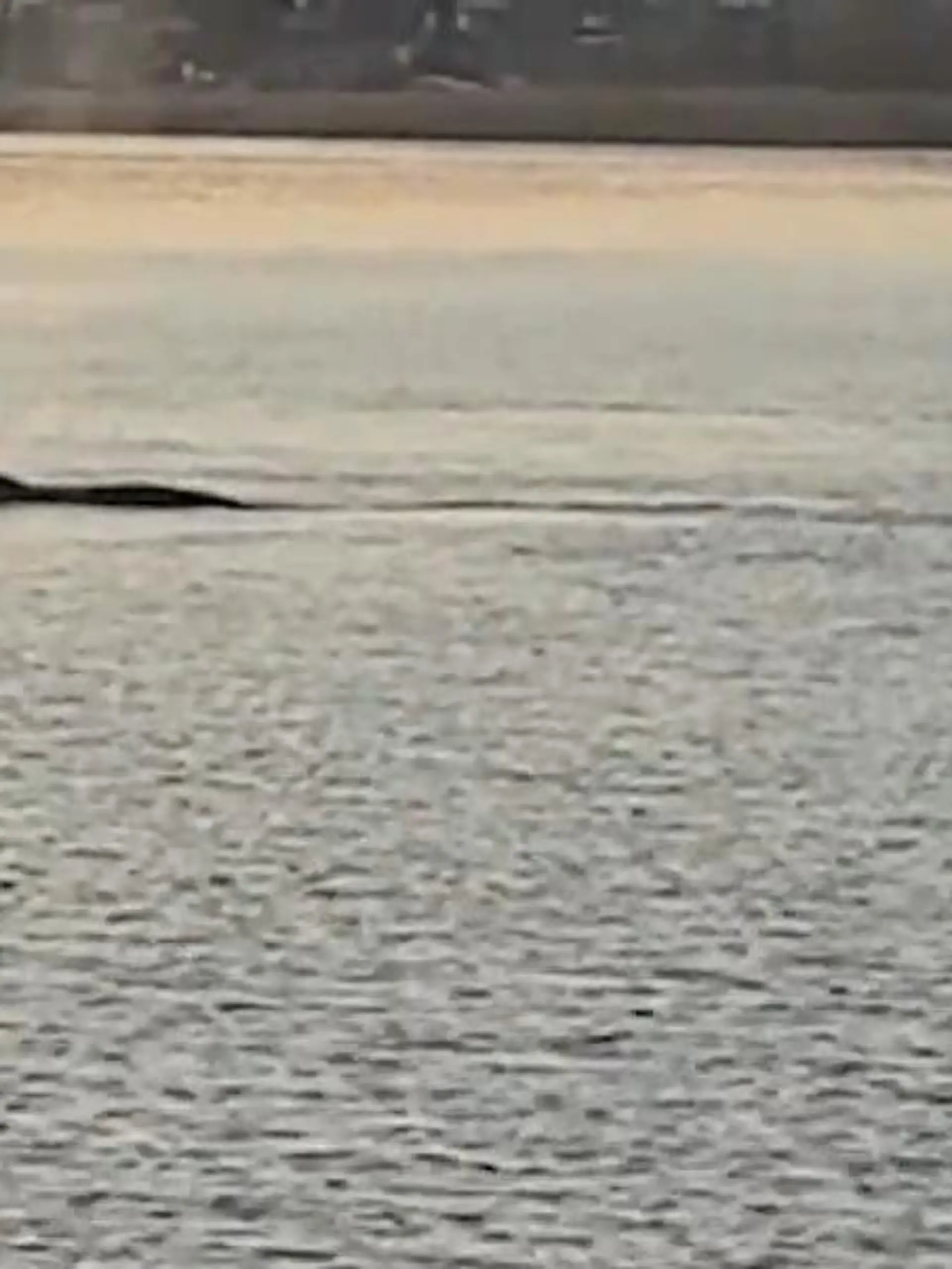 Bild zu: "Seltene Sichtung! Plötzlich schwimmt ein riesiger Wal in der Ostsee"