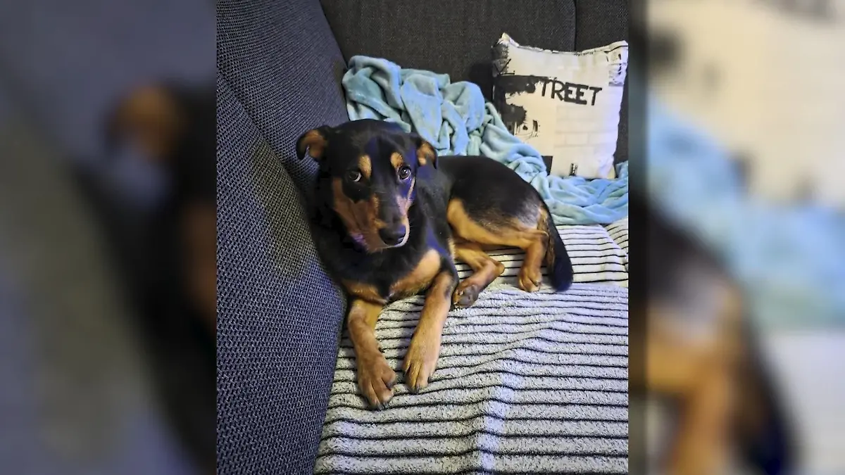 Unbekannter rast Hund an Ampel tot – und haut dann einfach ab! Besitzer ringt mit den Tränen